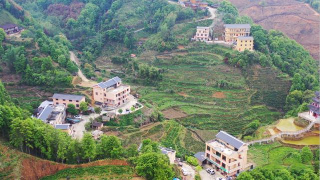 有关于央广网聚焦梧州六堡镇山坪村，讲述瑶寨“以茶兴村”的故事的相关信息(2)