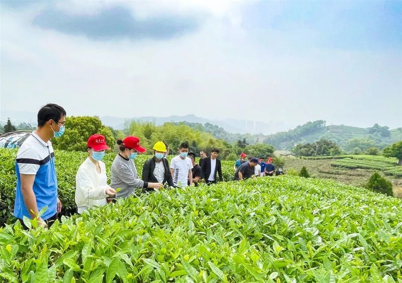 有关于“茶叶合格率99%”“福鼎伏季休茶”“武夷山无人机运春茶”“湄潭茶叶出口额超1000万”的最新消息(2)