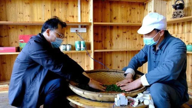 关于采茶采到手酸麻，制茶像练“铁砂掌”——茶山一日尝甘苦的消息