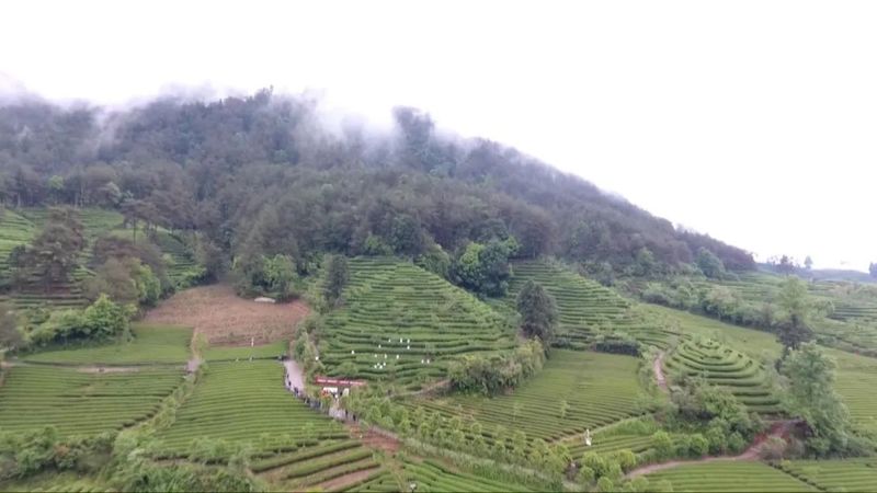 关于奋进新征程 建功新时代,武夷岩茶里的科技密码的相关信息