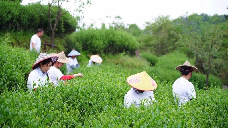 关于奋进新征程 建功新时代,武夷岩茶里的科技密码的相关信息(2)