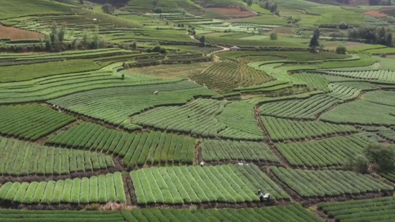关于奋进新征程 建功新时代,武夷岩茶里的科技密码的相关信息(14)