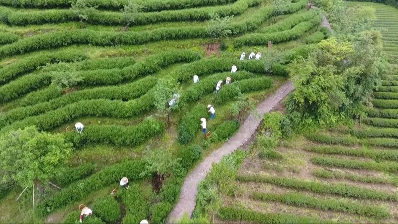 关于奋进新征程 建功新时代,武夷岩茶里的科技密码的相关信息(1)