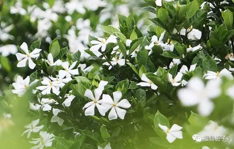 关于《福鼎栀子花白茶》团体标准审定会在福州举行的内容(4)