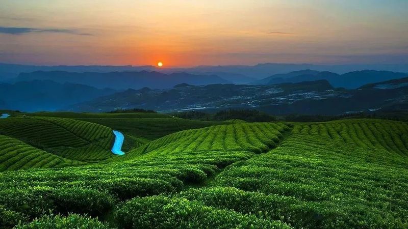 有关于2022国际茶日,“我的家乡我代言”:贵州省正安县人民政府副县长邀您品饮正安白茶的资讯(1)