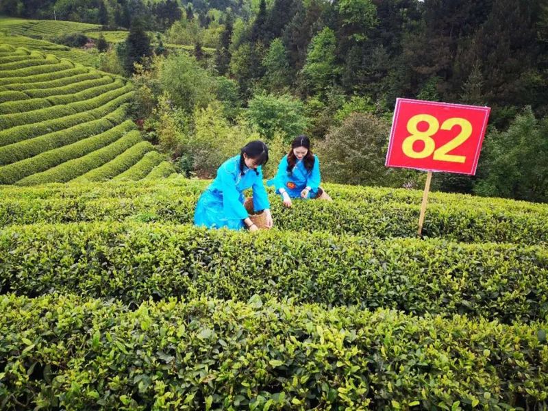 有关于2022国际茶日,“我的家乡我代言”:贵州省正安县人民政府副县长邀您品饮正安白茶的资讯(5)