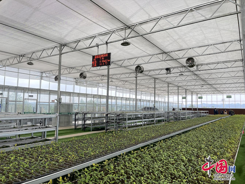 关于广元旺苍：科技赋能 小茶叶成为乡村振兴的大产业的新闻(2)