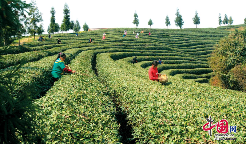 关于广元旺苍：科技赋能 小茶叶成为乡村振兴的大产业的新闻(3)