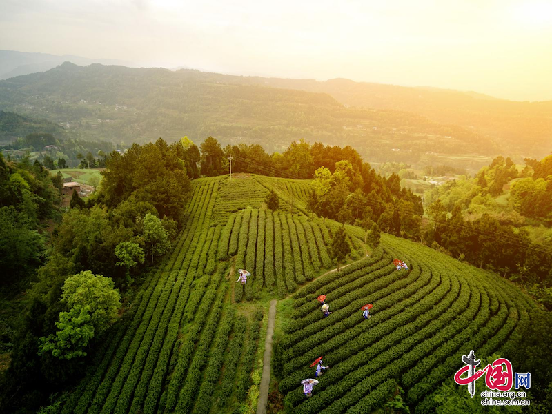 关于广元旺苍：科技赋能 小茶叶成为乡村振兴的大产业的新闻