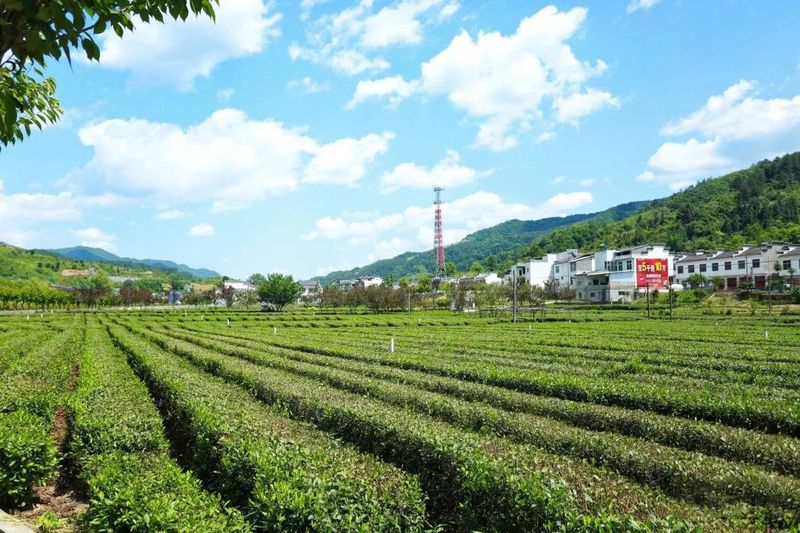 关于陕西网上茶博会聚焦茶产业链平利实践融出新链条 振兴“一盘棋”的最新消息