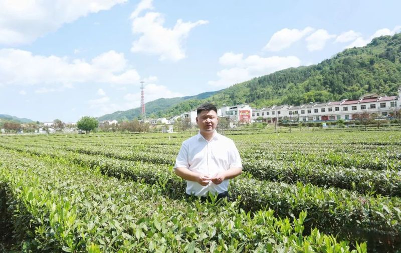 关于陕西网上茶博会聚焦茶产业链平利实践融出新链条 振兴“一盘棋”的最新消息(1)