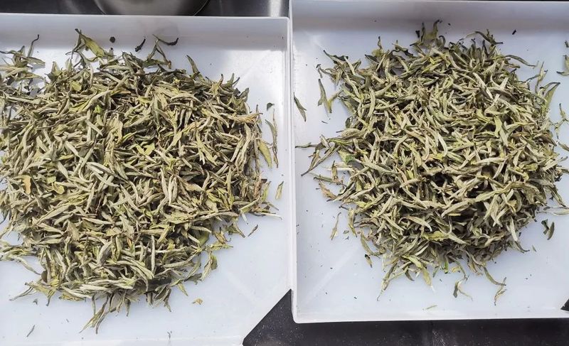 关于松溪九龙大白茶第六届茶王赛在松溪举行的相关信息(3)