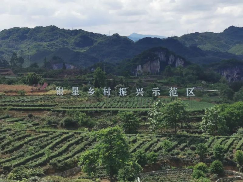 有关于五尺道上筠连县 川红工夫茶香远---《中国茶全书·四川卷》编委赴川红故里筠连县调研筠连卷编纂工作的新闻