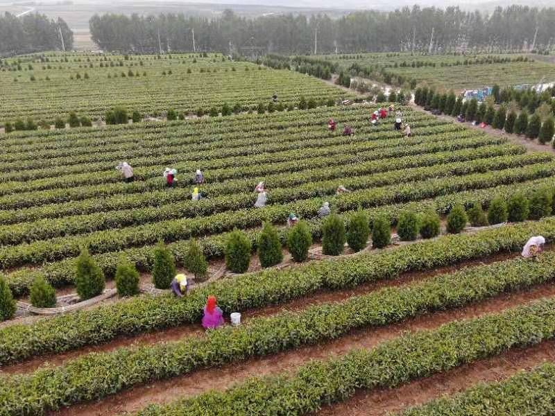 关于水茶园“夫妻档” 携手采摘“致富茶”的最新消息(1)