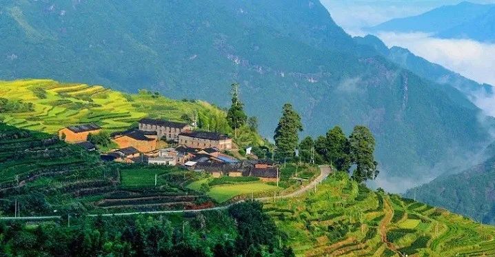 关于我的家乡我代言,“中国白茶之乡”福建政和邀您品饮政和白茶的最新消息(1)