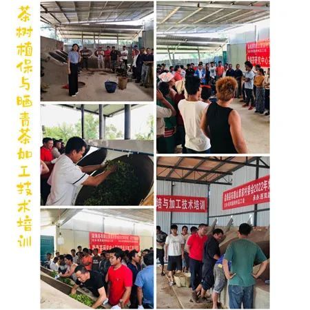 有关于耕耘边疆践行作风效能革命 科技兴农谱布朗茶山振兴新篇章的相关信息