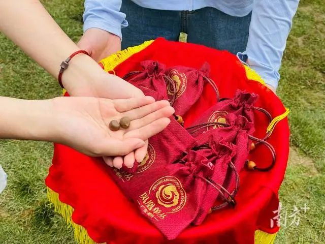 有关于潮州凤凰单丛茶太空茶种“回家”种植,为我国目前驻留太空时间最长茶种的资讯