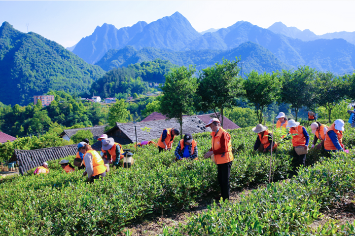 有关于第三届陕西网上茶博会走进岚皋县佐龙镇 茶产业成为撬动镇域发展强力引擎的新闻