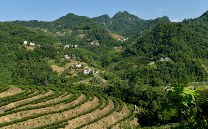 有关于第三届陕西网上茶博会走进岚皋县佐龙镇 茶产业成为撬动镇域发展强力引擎的新闻(4)