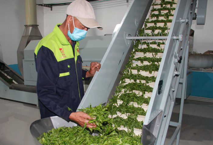 有关于第三届陕西网上茶博会走进岚皋县佐龙镇 茶产业成为撬动镇域发展强力引擎的新闻(1)