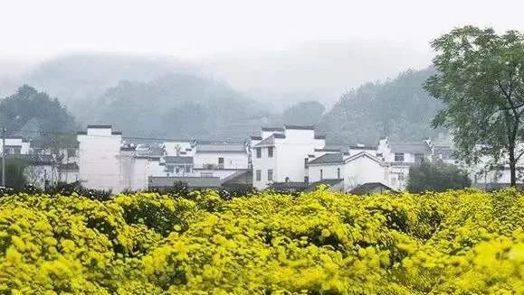 关于2022全国茶旅精品线路候选线路欣赏:生态茶乡·婺源有机茶园寻春之旅的信息