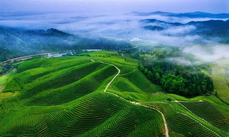 关于2022全国茶旅精品线路候选线路欣赏:生态茶乡·婺源有机茶园寻春之旅的信息(4)