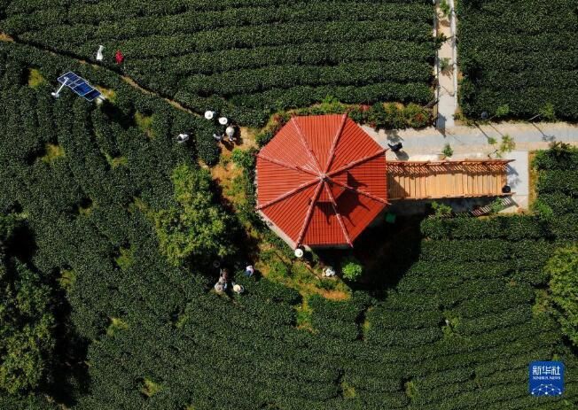 关于福建省政和县:一片小茶叶撑起40亿大产值的消息(2)
