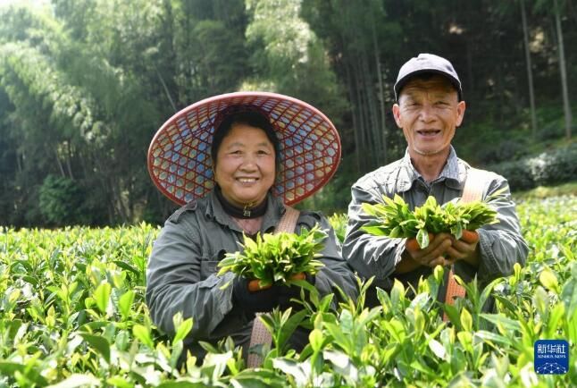 关于福建省政和县:一片小茶叶撑起40亿大产值的消息(6)