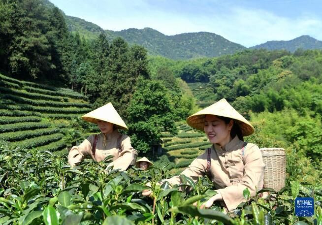关于福建省政和县:一片小茶叶撑起40亿大产值的消息(4)
