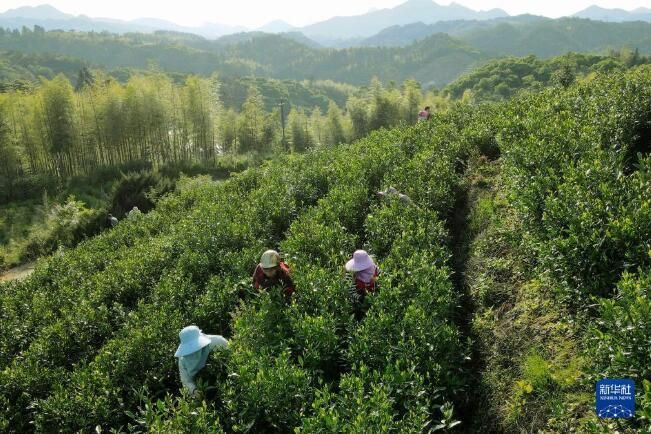 关于福建省政和县:一片小茶叶撑起40亿大产值的消息(5)