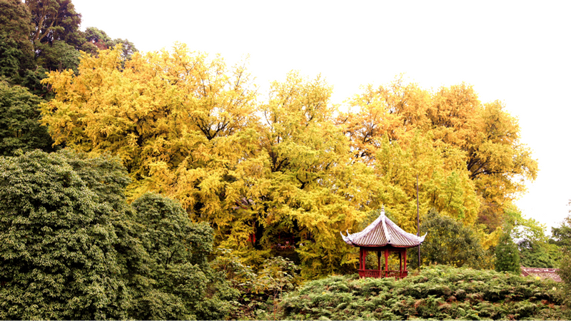 关于千秋蒙顶,天下名山——我为家乡代言的新闻(5)