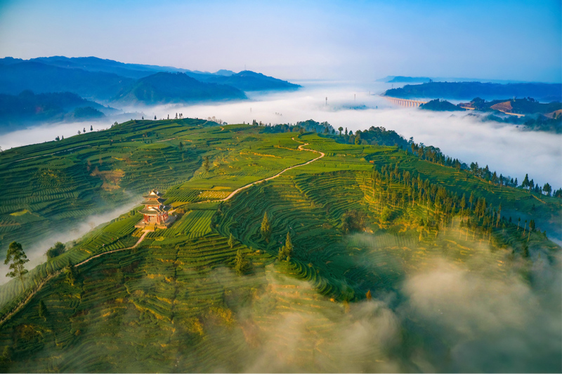 关于千秋蒙顶,天下名山——我为家乡代言的新闻