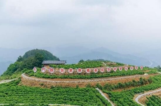 关于2022年“国际茶日”天门郡莓茶：传承弘扬茶文化，创新发展茶产业，推广应用茶科技的内容(3)