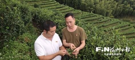 关于退役军人返乡种茶:千亩荒山变成“金山银山”的最新消息
