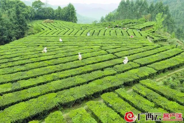 有关于“梧州六堡茶”品牌价值今年增至37.64亿元 获评2022中国茶叶最具品牌传播力品牌的资讯