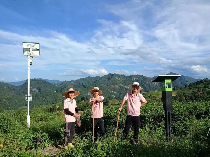 有关于在茶园遇见油菜大豆：“茶科技”融入武夷万重茶山的消息(2)