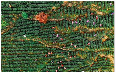 有关于2022国际茶日，中国茶产业十大关键词解析！的相关内容(2)