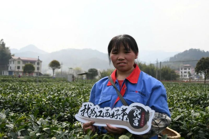 有关于5·21国际茶日， ​每一缕茶香 绽放江西力量的新闻(4)