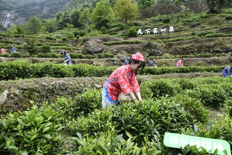 有关于5·21国际茶日， ​每一缕茶香 绽放江西力量的新闻