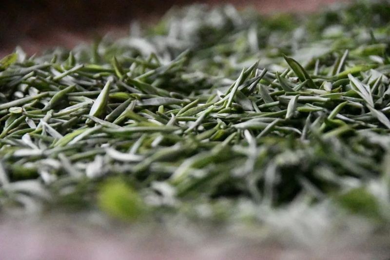 有关于5·21国际茶日， ​每一缕茶香 绽放江西力量的新闻(2)