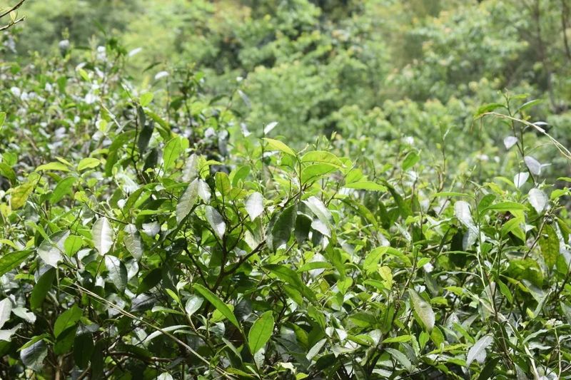 有关于5·21国际茶日， ​每一缕茶香 绽放江西力量的新闻(1)