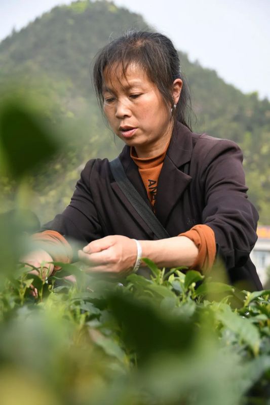有关于5·21国际茶日， ​每一缕茶香 绽放江西力量的新闻(3)