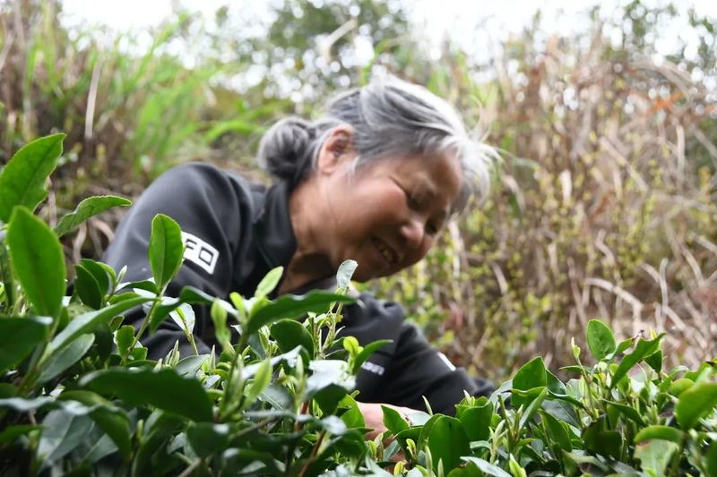 有关于5·21国际茶日， ​每一缕茶香 绽放江西力量的新闻(5)