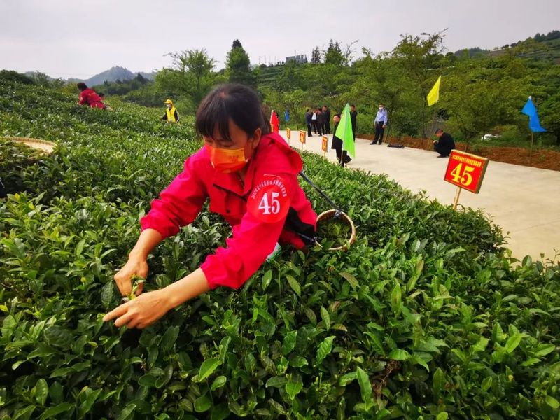 关于号外号外！2022年贵州省双手采茶技能竞赛“金手指”出炉！的新闻(10)