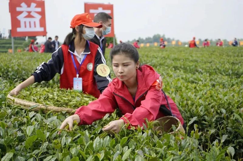 关于号外号外！2022年贵州省双手采茶技能竞赛“金手指”出炉！的新闻(11)