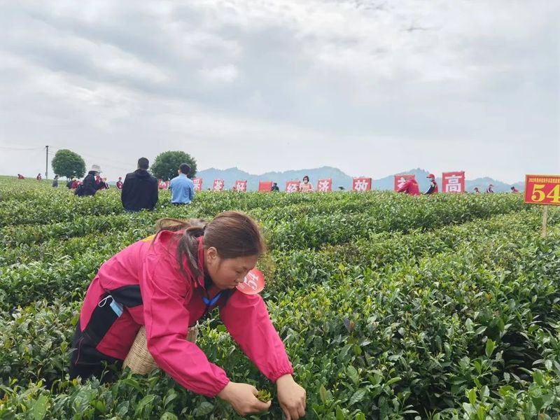 关于号外号外！2022年贵州省双手采茶技能竞赛“金手指”出炉！的新闻(8)
