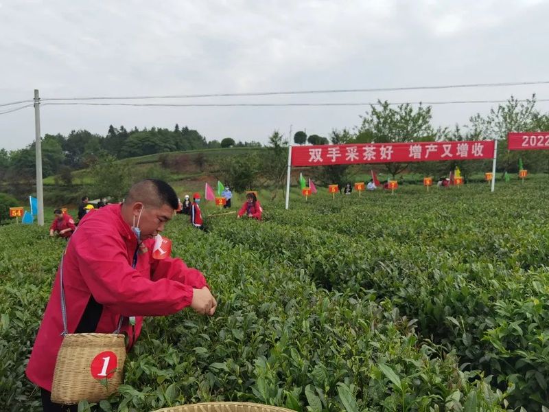 关于号外号外！2022年贵州省双手采茶技能竞赛“金手指”出炉！的新闻(12)