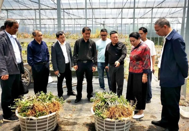 关于景宁市县政协联动开展助推茶产业发展专题调研的新闻(2)
