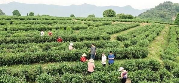 有关于梅洋茶产业转型升级 助力乡村产业振兴的最新消息