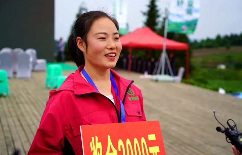 关于贵州省双手采茶技能竞赛：他们在湄潭双手飞舞，指尖染香的相关内容(5)